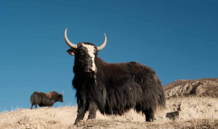 Sikkim in November: A Serene Escape into Himalayan Bliss